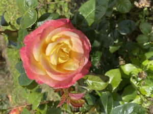 LOVE AND PEACE (hybrid tea)